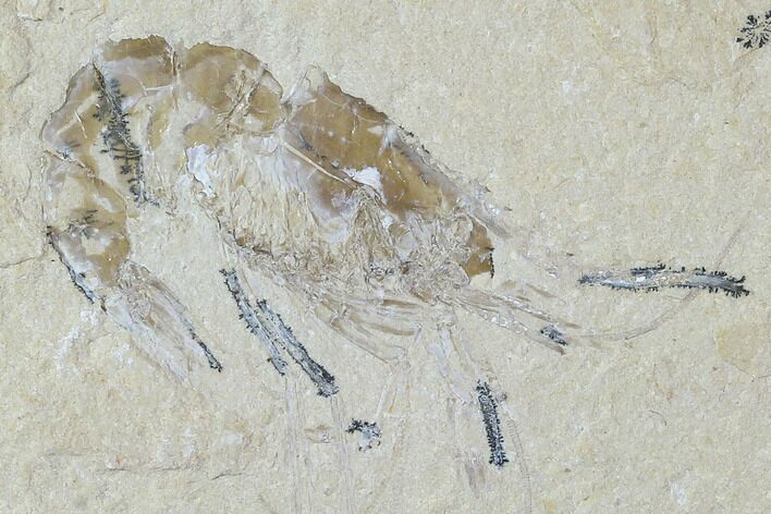 Cretaceous Fossil Shrimp - Lebanon #107689